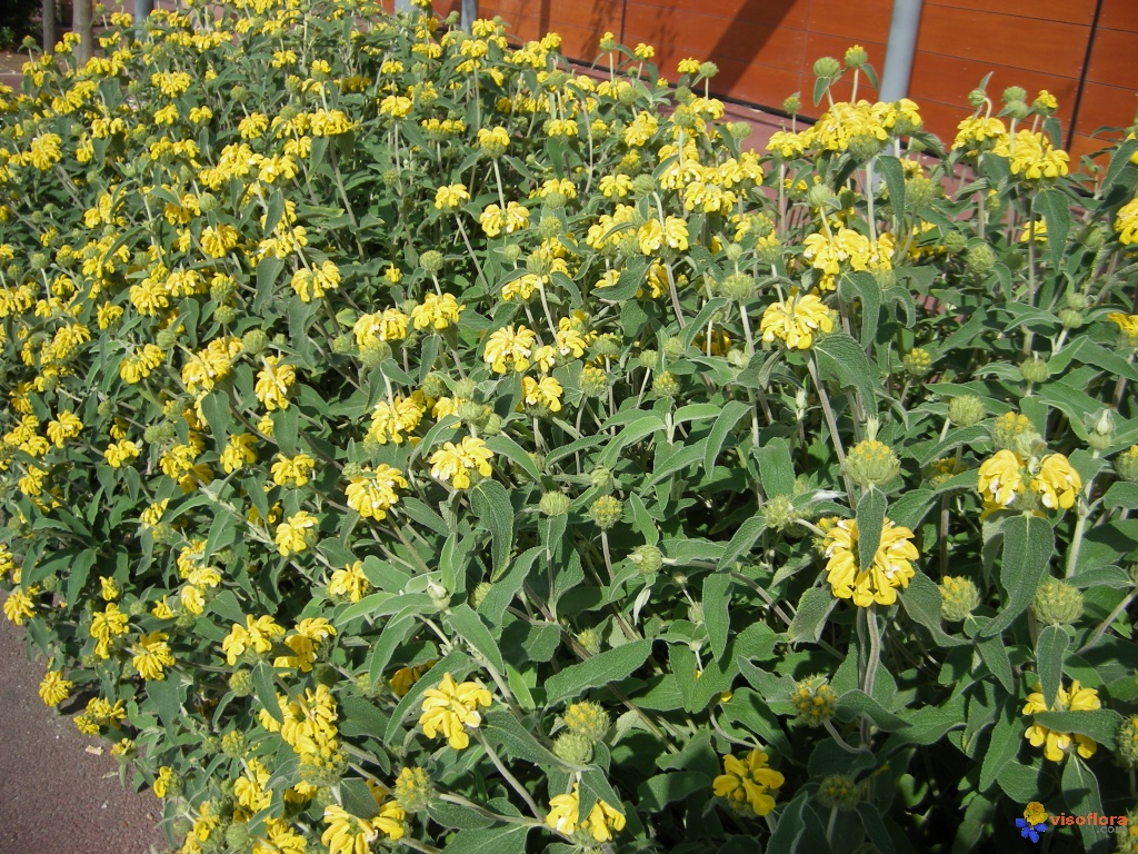 phlomis fruticosa visoflora 28155