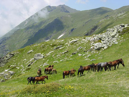 nacionalni park sar planina zivotinje