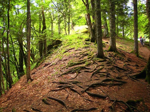 Putokaz Perucica Jedna Od Posljednjih Prasuma U Evropi Nacionalni Park Sutjeska Bih
