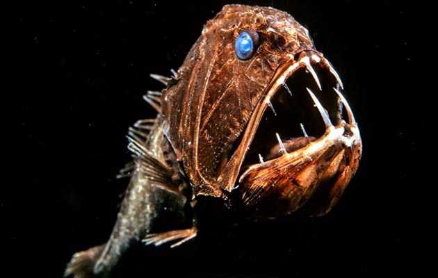 Anopoglaster cornuta 2
