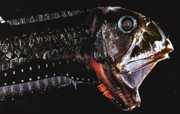 Chauliodus macouni1
