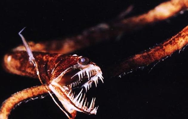 Idiacanthus atlanticus 1