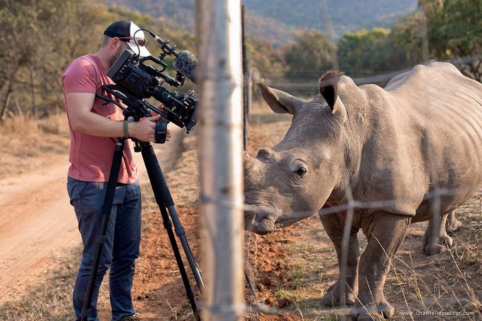 rhino cameraman belly rub south africa 2