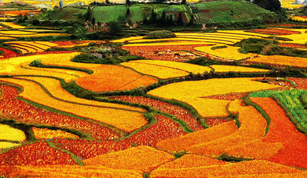 Terraced rice fields in autumn