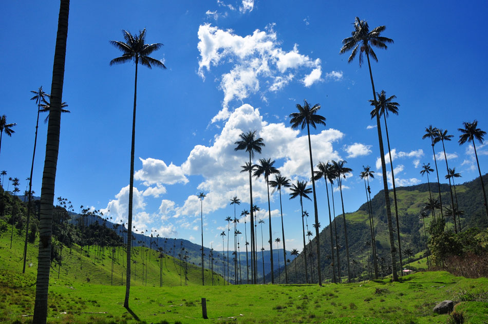 Valle de Cocora1