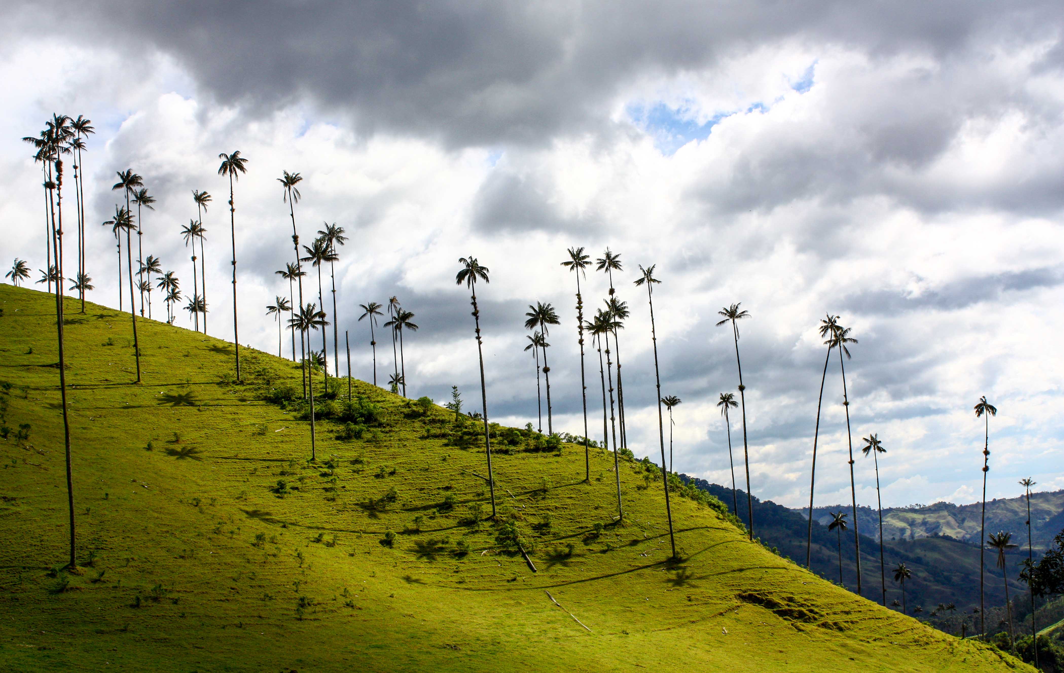 Valle de Cocora2