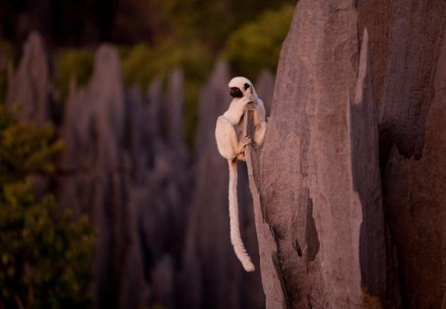 Tsingy de Bemaraha2