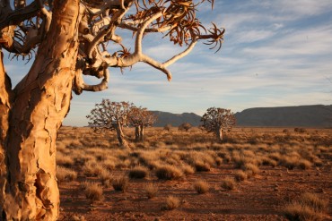 5. Kalahari pustinja