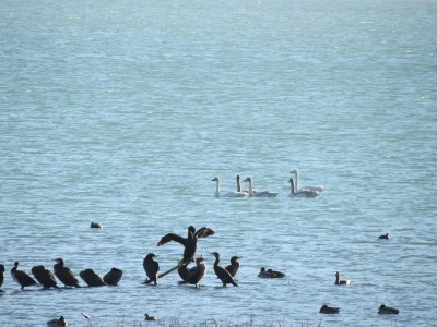 mali labud na plavskom jezeru photo by tehran palavrtic 2 1