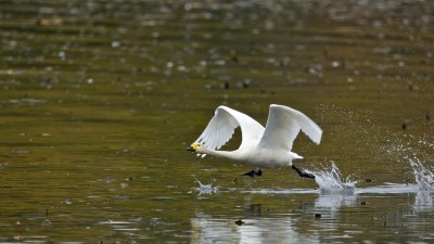 mali labud photo by birdlife international 1