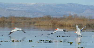 skadarsko jezero 7