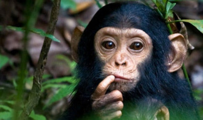 simpanza smiletvorg