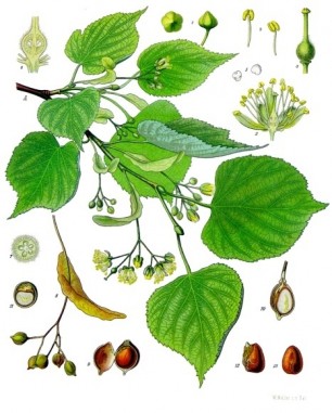 Tilia cordata lipa