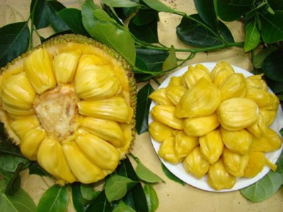 Nangka 2