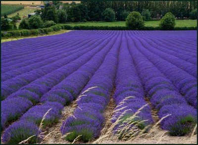 lavanda