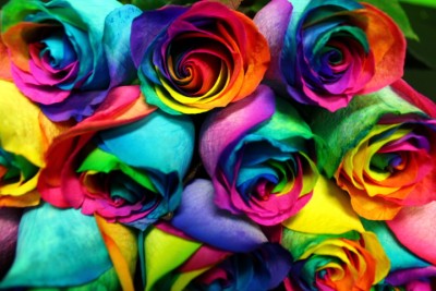 Rainbow Roses 6