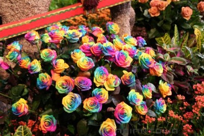 Rainbow roses7