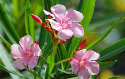 Nerium oleander