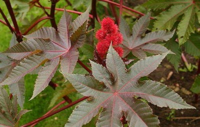 Ricinus communis