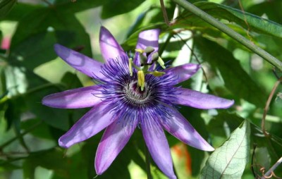 Passiflora