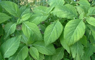 Salvia divinorum