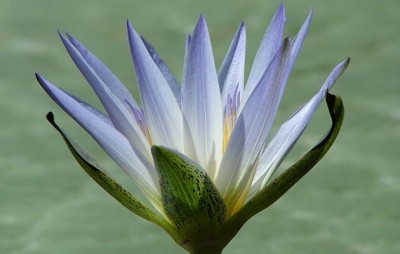 plavi lotus