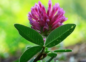 Trifolium pratense