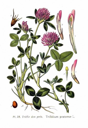 Trifolium pratense crvena djetelina
