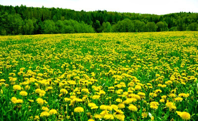 polje maslacak