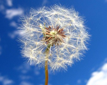 One dandelion