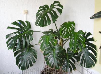 FILADENDRON MONSTERA