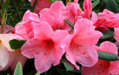 Rododendron