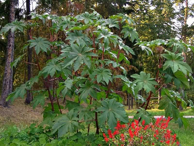 Ricinus