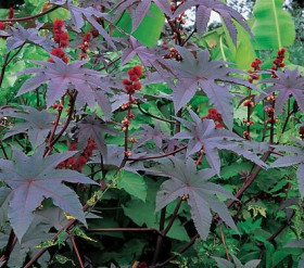 Ricinus2