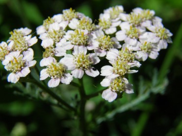 Achillea millefolium