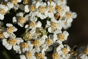 Achillea millefolium cvijet