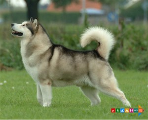 Alaskan Malamute www.putokaz.me