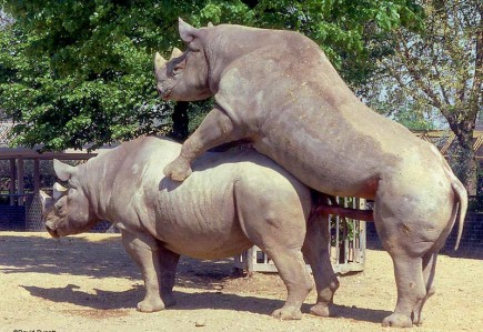 Parenje nosoroga