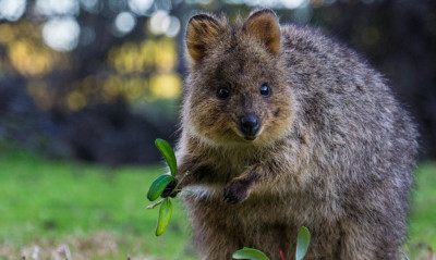 ps quokka