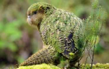 Kakapo