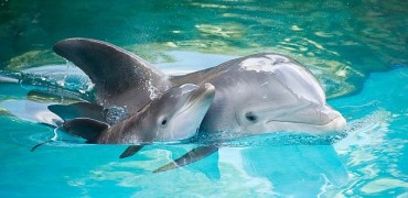 delfini 12