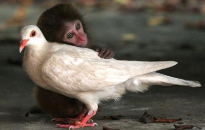 Golub i majmun