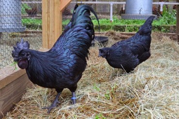 Ayam Cemani 1