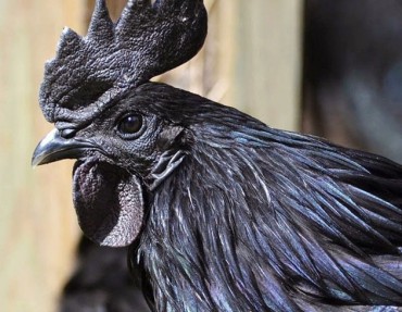 Ayam Cemani 3