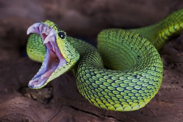 1449495354 muski magazin fun zanimljivosti najotrovnije zmije na svetu 99