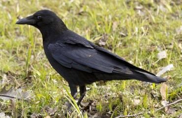 corvus corone