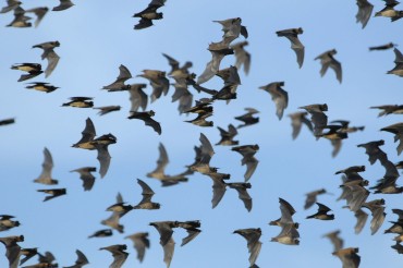 Bats in flight