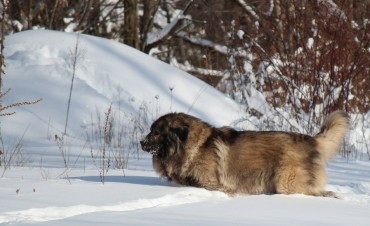 Sarplaninac na snijegu