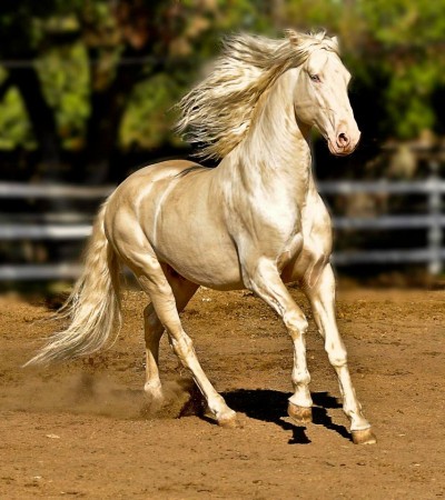 akhal teke