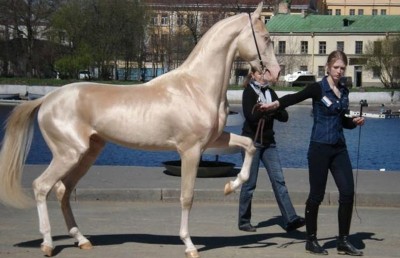 akhal teke3